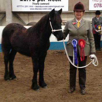 Mountain and moorland champion foal